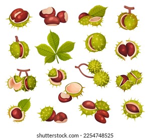 Green Spiky Chestnuts with Brown Nut and Leaf Big Vector Set