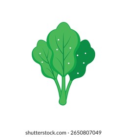 Green spinach bunch with dewdrops fresh leafy vegetable Vector illustration