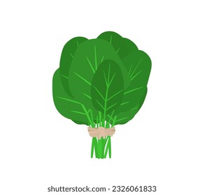 green spinach bunch isolated on white background vector illustration