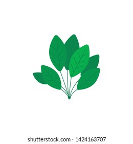 Green spinach in flat style isolated on white background. Keto diet. Icon symbol food. Vector illustration.