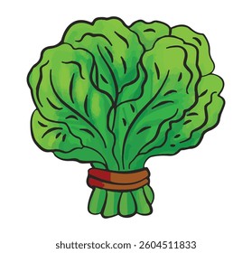 A green spinach isolated on white background