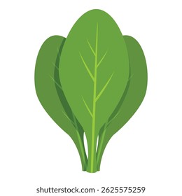 Green spinach leaves growing together, perfect for healthy food and lifestyle themes