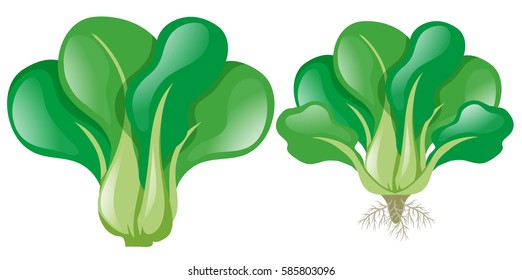 Green spinach on white background illustration