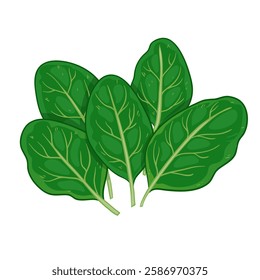 Green spinach, vector illustration isolated on white background, eps10