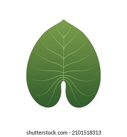 Green spotted betel leaf element, Vector, Illustration.