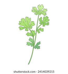 Green sprig of parsley, shoot, branch. Vector illustration of kitchen herbs Isolated on a white background. Perfect for eco, vegan, organic and farm fresh food product branding.