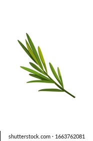 Green sprig of rosemary cartoon style, isolated vector icon. Graphic element for packaging, logo, for rosemary products.