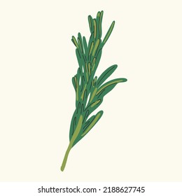 Green sprig of rosemary cartoon style, isolated vector icon. Graphic element for packaging, logo, for rosemary products.