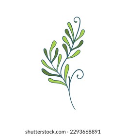 Green sprig of rosemary cartoon style, isolated vector icon. Graphic element for packaging, logo, for rosemary products.