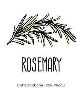 A green sprig of rosemary. Vector isolated illustration of grass on a white background with the inscription