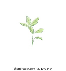 green sprig vector illustration hand drawn design. Flower pencil drawing. botanical vector illustration.