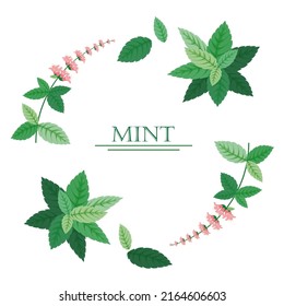 Green Sprigs Of Mint In Cartoon Style. Vector Illustration Logo Or Frame With Mint.