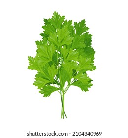 Green sprigs of parsley, seasoning, herb for cooking.