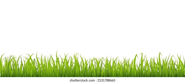 Green spring grass border, meadow or lawn, element for design.