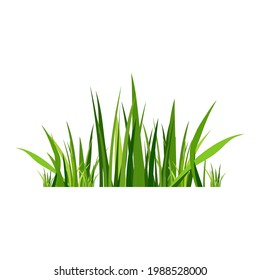 Green spring grass. Isolated on white background. Vector illustration. - Shutterstock ID 1988528000