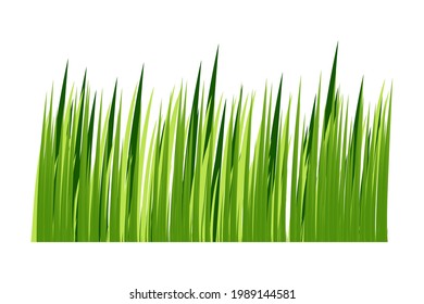 hierba verde de primavera. Aislado sobre fondo blanco. Ilustración vectorial.