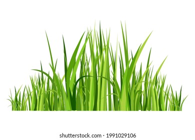 hierba verde de primavera. Aislado sobre fondo blanco. Ilustración vectorial.