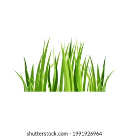 hierba verde de primavera. Aislado sobre fondo blanco. Ilustración vectorial.