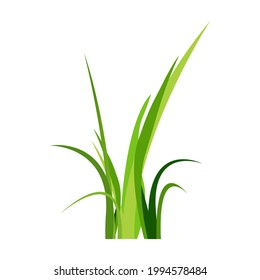 Green spring grass. Isolated on white background. Vector illustration.