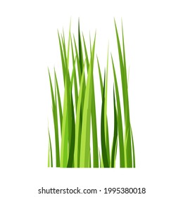 Green spring grass. Isolated on white background. Vector illustration.