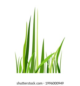 Green spring grass. Isolated on white background. Vector illustration.