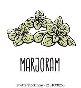 A green spring of marjoram. Vector isolated illustration of grass on a white background with the inscription