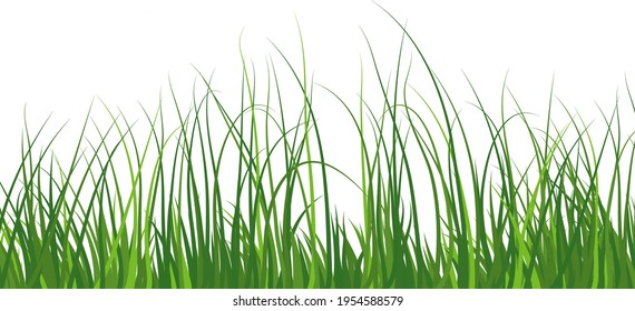 Green spring meadow grass. Fresh color plants, seasonal growth grass, separated botanical elements, herbs. Natural lawn bushes, floral border. Vector Illustration.