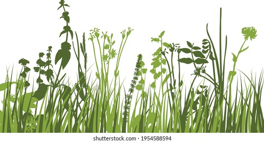 Grünes Frühlingsgras. Frischfarbene Pflanzen, saisonales Gras, getrennte pflanzliche Elemente, Kräuter. Natürliche Rasenstöcke, Blumenrand. Vektorgrafik.