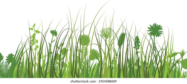 Green spring meadow grass. Fresh color plants, seasonal growth grass, separated botanical elements, herbs. Natural lawn bushes, floral border. Vector Illustration.