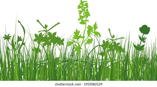 Green spring meadow grass. Fresh color plants, seasonal growth grass, separated botanical elements, herbs. Natural lawn bushes, floral border. Vector Illustration.