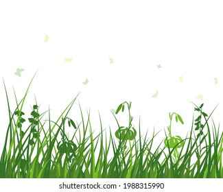 Green spring meadow grass. Fresh color plants, seasonal growth grass, separated botanical elements, herbs. Natural lawn bushes, floral border. Vector Illustration.