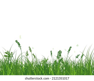 Green spring meadow grass. Fresh color plants, seasonal growth grass, separated botanical elements, herbs. Natural lawn bushes, floral border. Vector Illustration.