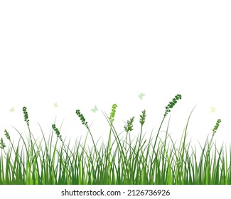 Green spring meadow grass. Fresh color plants, seasonal growth grass, separated botanical elements, herbs. Natural lawn bushes, floral border. Vector Illustration.