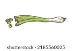 Green spring onion chopped chives, hand drawn sketch vector illustration isolated on white background. Fresh cut green onion plant. Healthy vegetarian food and spice.