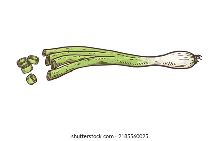 Green spring onion chopped chives, hand drawn sketch vector illustration isolated on white background. Fresh cut green onion plant. Healthy vegetarian food and spice. svg