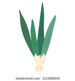 green spring onion hand drawn