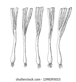 Green, spring onion sketch. Vegetables drawn by ink. Farm market product. Vector illustration.