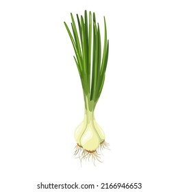 Green spring onions, chives isolated. Vector illustration of green onion. svg