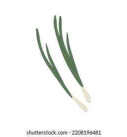 Green spring onions isolated on white background. Vector chives. Illustration of fresh green onion. Icon in simple flat style.