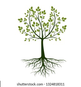 Green spring Tree with leaves and Roots. Vector Illustration. Outline graphic.