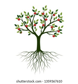 Green Spring Tree with Root and Apples. Vector Illustration. Plant in garden.