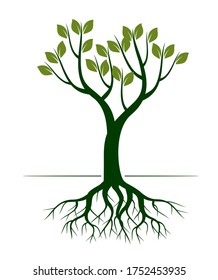 Green Spring Tree and Roots. Vector outline Illustration. Plants in garden.