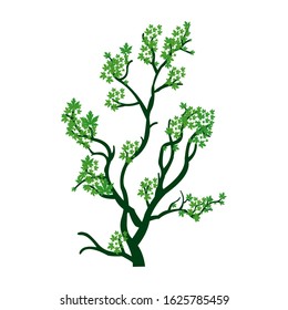 Green Spring Tree. Vector illustration. Plants in the garden. Against a white background