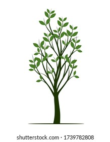 Green Spring Tree. Vector outline Illustration. Plant in garden.