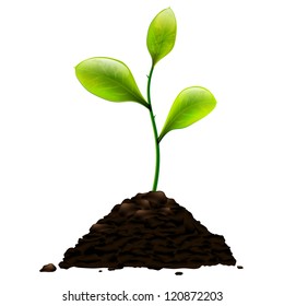 Green sprout
