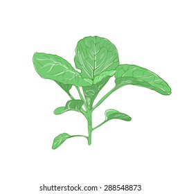 Green sprout cabbage, isolated on white background