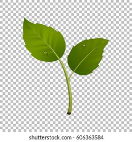 Green sprout design element. Vector illustration with leaf pair and drops of dew. Ecology concept, realistic icon in EPS10.