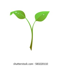 Green sprout with dew, leaves isolated on white background, vector