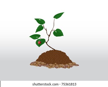 Green sprout growing from the ground crawling with ladybug and dew