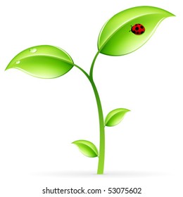 Green sprout with leaves and ladybird isolated on white